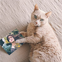 Photo effect - All you need is cat