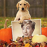 Photo effect - Labrador among pumpkins