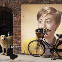 Photo effect - Labrador guards the bike