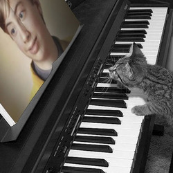 Photo effect - Piano for a kitten